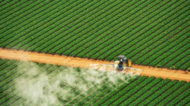 Best Ant Control Services  in Glandorf, OH