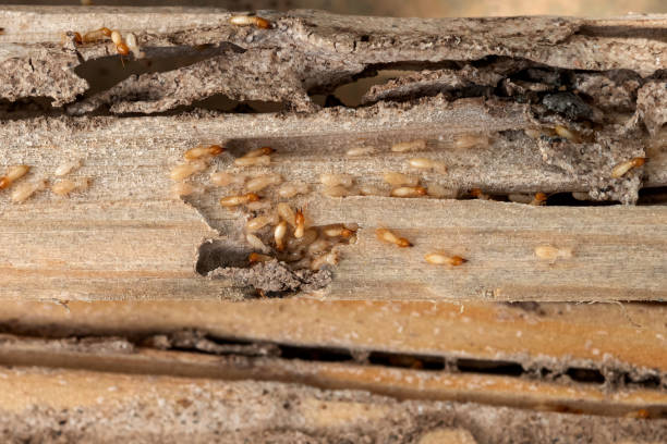 Reliable Glandorf, OH Pest Control Solutions