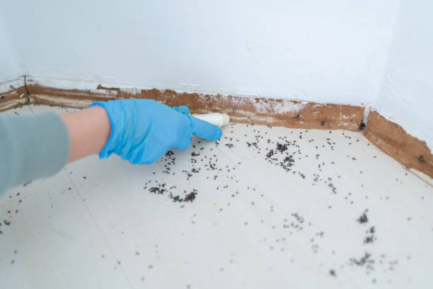 Best Best Pest Control Companies  in Glandorf, OH